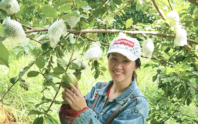 Tại một vườn cây ăn trái ở xã Vĩnh Hòa Hưng Nam.